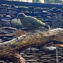 Nestor Kéa (Nestor Notabilis) au zoo de Pairi Daiza, Belgique