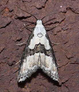 <i>Nigetia</i> Genus of moths
