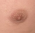 Nipple2.jpg