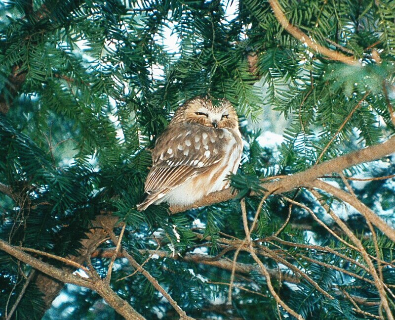 Northern Saw-whet Owl at Morton Arboretum - Flickr - Jay Sturner.jpg