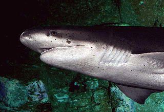 <span class="mw-page-title-main">Hexanchiformes</span> Order of sharks