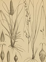 Thumbnail for Carex satsumensis