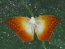 Nymphalidae - Charaxes fulvescens.JPG