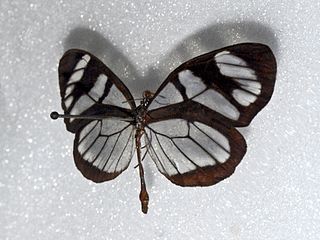 <i>Oleria flora</i> Species of butterfly
