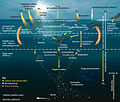 Image 96 The pelagic food web, showing the central involvement of marine microorganisms in how the ocean imports nutrients from and then exports them back to the atmosphere and ocean floor. (from Marine food web)