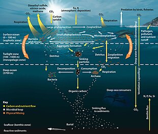 Pelagic food web Oceanic Food Web.jpg