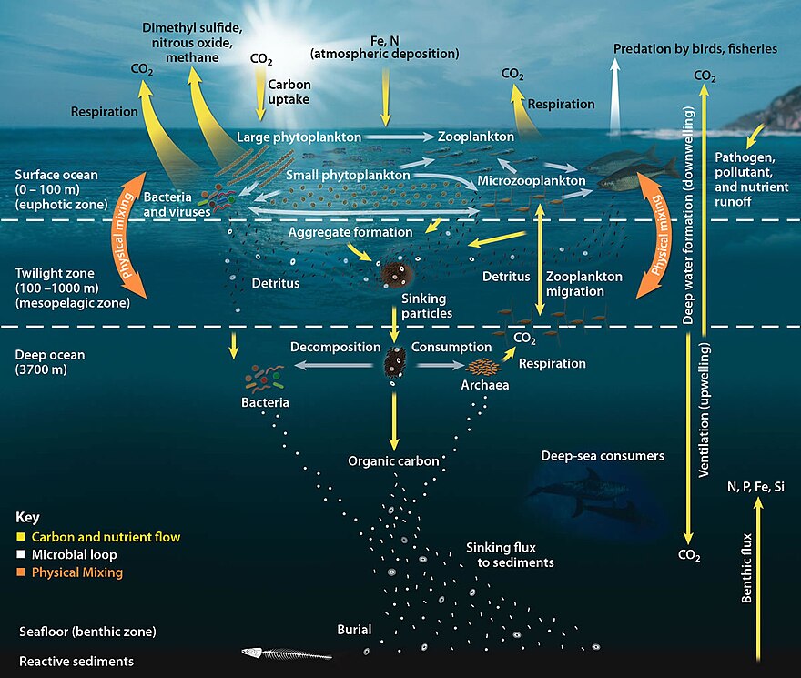 Физика атмосферы и океана. Углерод в океане. Carbon Cycle in Ocean. Oceanic Carbon Cycle. Фотосинтез фитопланктона.