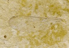Okanagrion liquetoalatum holotype Okanagrion liquetoalatum holotype SR 06-69-17 A (part) img1.tif