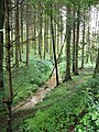 Čeština: Levé rameno Okrouhlického potoka nedaleko vsi Dlouhé Pole. Okres Benešov, Česká republika. English: Left branch of Okrouhlický Stream near Dlouhé Pole village, Benešov District, Czech Republic.