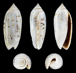 Oliva (Oliva) oliva var. stellata