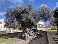 Μικρογραφία για την έκδοση της 14:43, 20 Απριλίου 2018