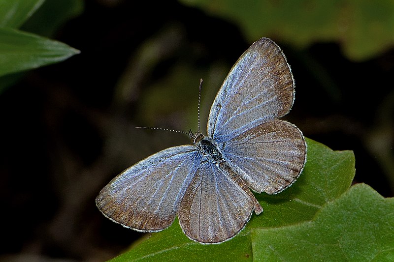 File:Open wing Basking posture of Zizina otis (Fabricius, 1787) – Lesser Grass Blue (Male) WLB DSC 3373.jpg