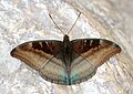 * Nomination Open wing basking position of Auzakia danava (Moore,1858) – Commodore (Male). Subspecies: Auzakia danava danava (Moore, [1858]) – Indian Commodore. By User:Atanu Bose Photography --MaheshBaruahwildlife 05:13, 14 May 2023 (UTC) * Promotion Good quality. --Poco a poco 08:17, 14 May 2023 (UTC)