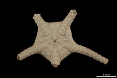 File:Ophiozonella falklandica - OPH-000115 hab-ven-select.tif (Category:Echinodermata in the Natural History Museum of Denmark)