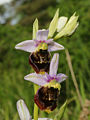 Ophrys holoserica Belgium - Calestienne