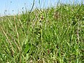 Ophrys insectifera Germany - Ilbesheim, Kleine Kalmit