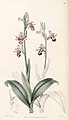 Ophrys crassicornis (as syn. Ophrys cornuta) Illustration in: "Edwards's Botanical Register" vol. 32 pl. 52 (1846)