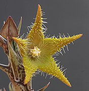 Orbea dummeri