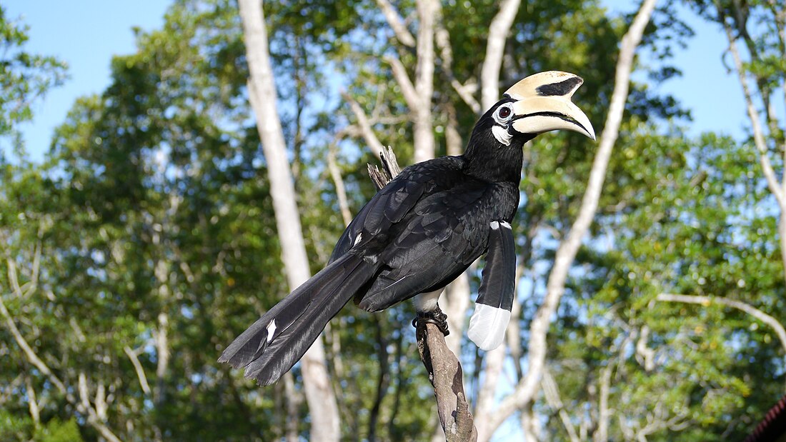 File:Oriental Pied Hornbill.jpg