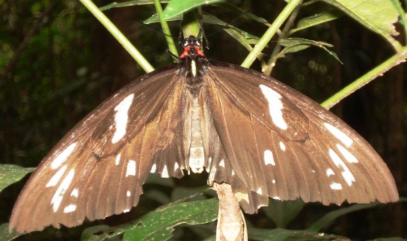 File:Ornithoptera priamus - female2.JPG