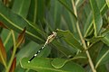 * Nomination Slender Skimmer(Orthetrum sabina) --Vengolis 03:49, 26 August 2015 (UTC) * Promotion Good quality. --Johann Jaritz 04:06, 26 August 2015 (UTC)