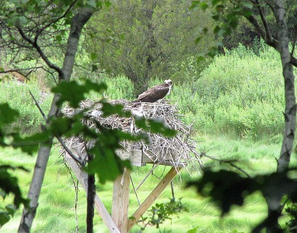 Osprey in nest on artificial platform in Beal's Cove in Bare Cove Park, Hingham. Courtesy of Tim Powers 2012.