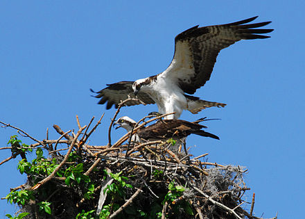 Preparing to mate on the nest