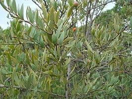 Osyris lanceolata