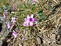 Oxalis articulata Vinagrillo rosado