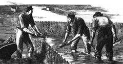 Oyster culture using tiles as cultch. Taken from The Illustrated London News 1881