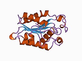 Структура кутиназы Fusarium solani. PDB 1cex[1].