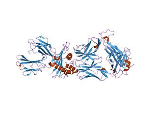 <span class="mw-page-title-main">CTAG1B</span> Protein-coding gene in humans