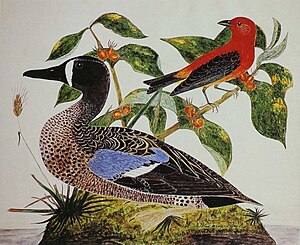 Hình chim do William Savage vẽ