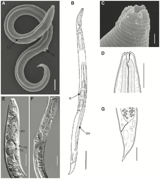 <i>Panagrolaimus kolymaensis</i> Species of nematode