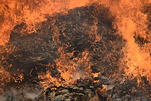 8 tonnes of confiscated pangolin scales burning in Cameroon in 2017 Pangolin scale burn in Cameroon. Credit- Kenneth Cameron - USFWS (1) (32575641040).jpg