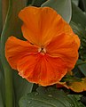 'Delta Pure Deep Orange' Orange cultivar