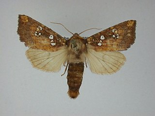 <i>Papaipema baptisiae</i> Species of moth