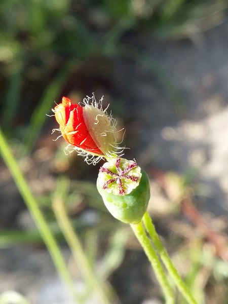 File:Papaver dubium subsp. confine sl35.jpg