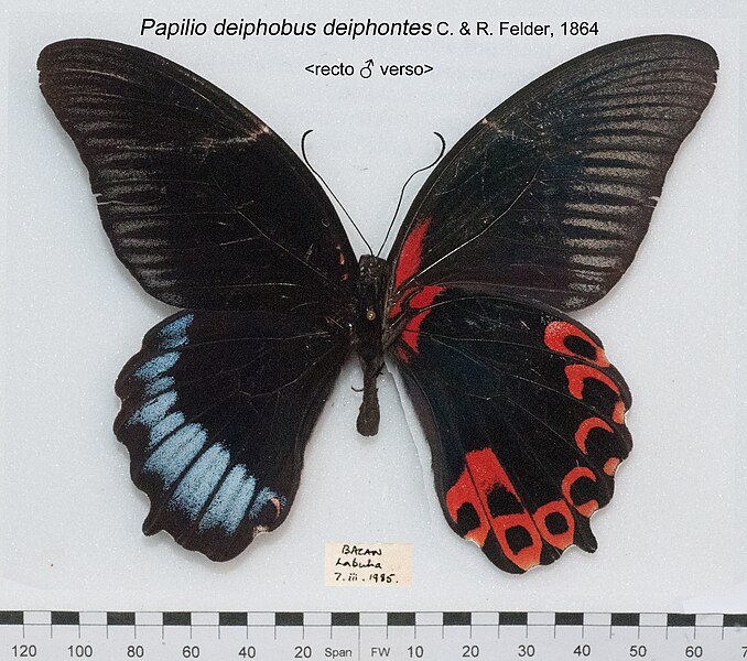 File:PapilioDeiphobusDeiphontesUpUnAC1.jpg