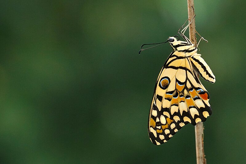 File:Papilio demoleus - Lime Swallowtail - Butterflies of Kerala 01.jpg