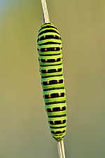 Thumbnail for File:Papilio machaon caterpillar (top view) - Keila.jpg