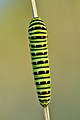 Papilio machaon caterpillar (top view) - Keila.jpg