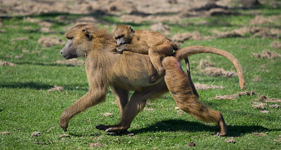 Guinea baboon (Papio papio) with juvenile at Port Lympne Wild Animal Park