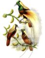 Imperatoriškasis rojaus paukštis (Paradisaea guilielmi)