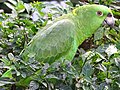 Parakeet at Beach Club - Laguna de Apoyo - Near Granada - Nicaragua (31823781582) (2).jpg