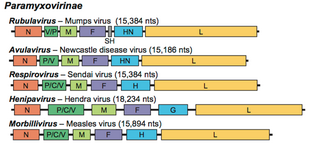 paramyxovirus structure