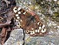 Speckled Wood (butterfly), Pararge aegeria.