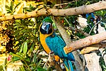 Thumbnail for File:Parrot portrait, Zoo safari Dubai city, UAE.jpg