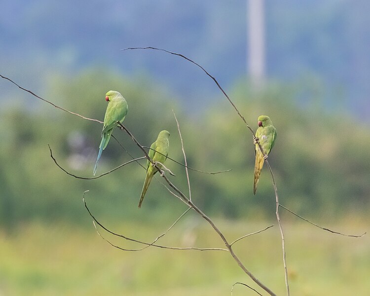 File:Parrots perched on barren branches.jpg