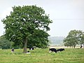 Pasture with cows and trees - geograph.org.uk - 2078019.jpg